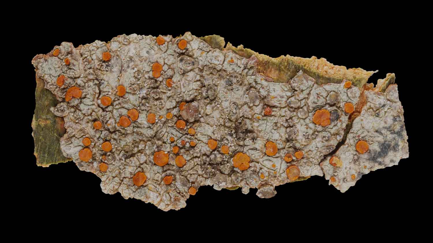 Caloplaca ferruginea